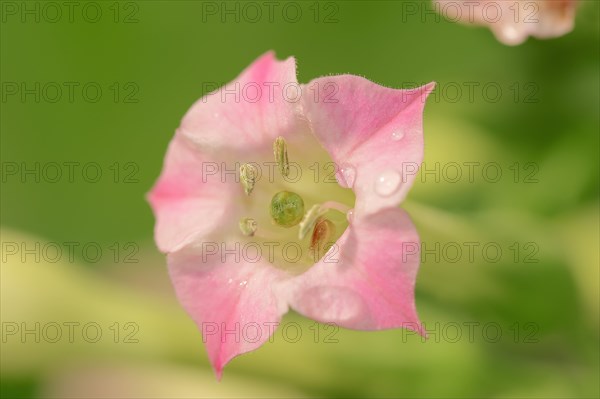 Cultivated Tobacco (Nicotiana tabacum)