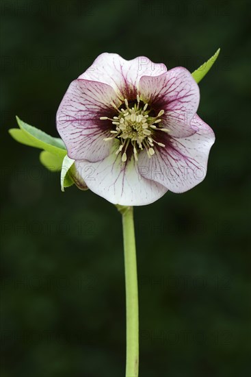 Oriental Hellebore or Lenten Rose (Helleborus orientalis cult.)