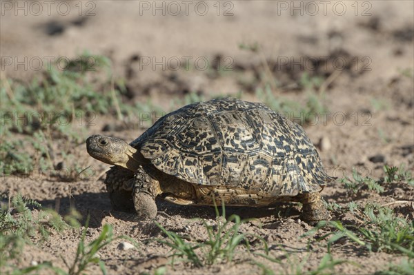 Leopard Tortoise (Geochelone pardalis)