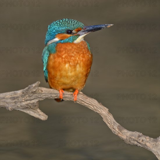 Kingfisher (Alcedo atthis)