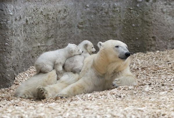 Polar Bears (Ursus maritimus)