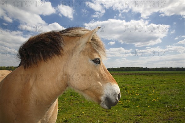 Norwegian Fjord horse