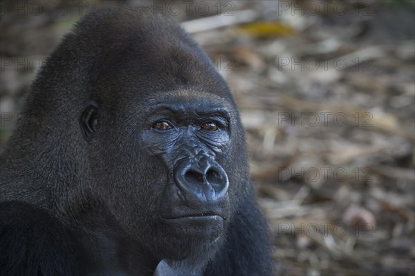 Western Lowland Gorilla (Gorilla gorilla gorilla) in reintroduction enclosure