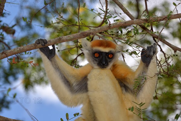 Golden-crowned sifaka(Propithecus tattersalli)