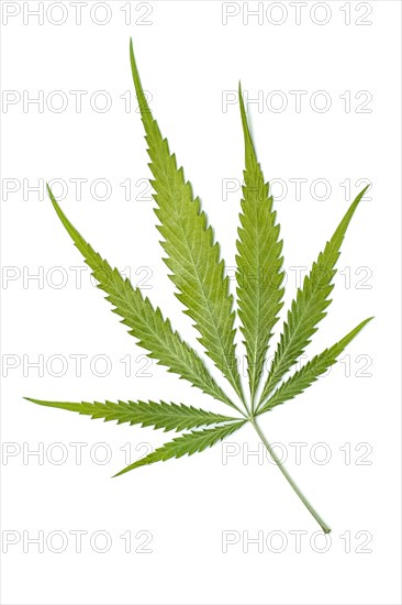 Marijuana leaf (Cannabis sativa)