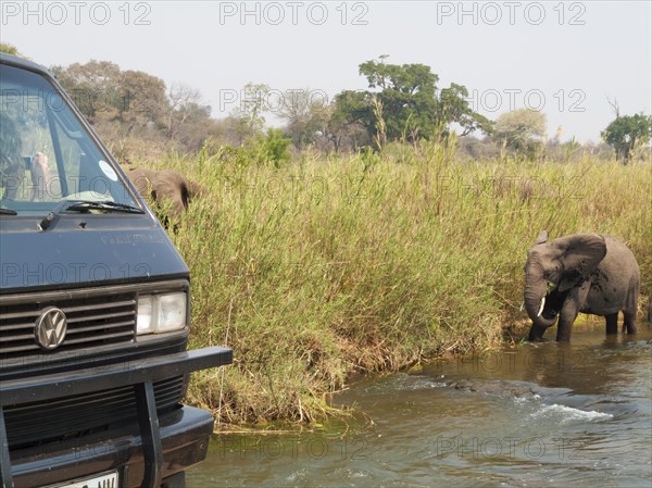 African Elephant (Loxodonta africana)