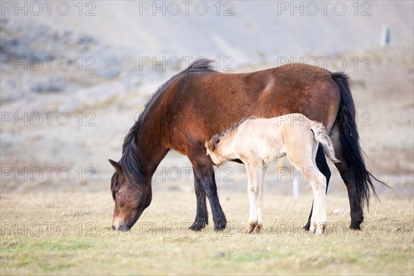 Icelandic Horses