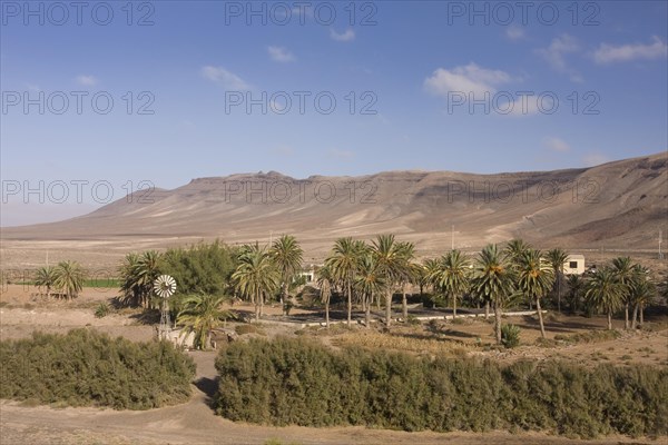 Palm grove with a windmill for pumping water in the mountains near Ajuy