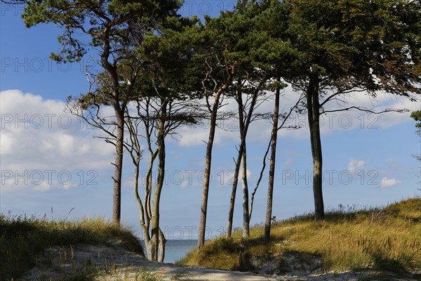 Unspoilt Darsswald forest