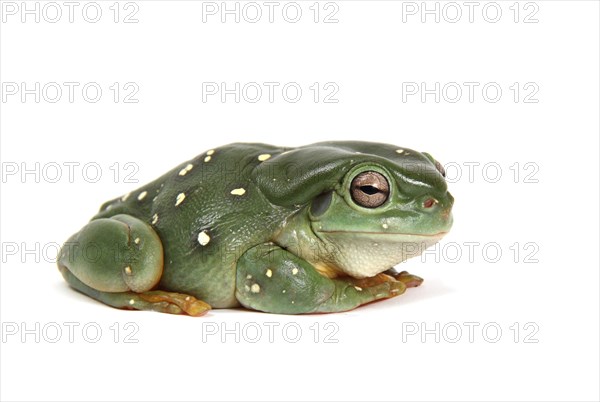 Australian Green Tree Frog (Litoria caerulea)