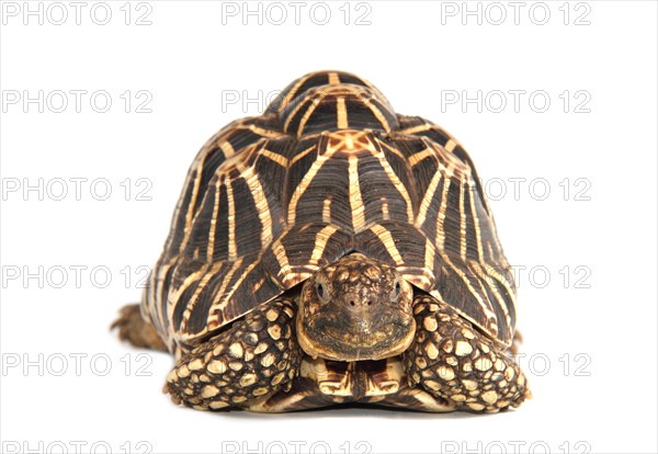 Indian Star Tortoise (Geochelone elegans)