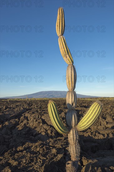 Candelabra Cactus (Jasminocereus thouarsii) in the volcanic landscape of Punta Morena