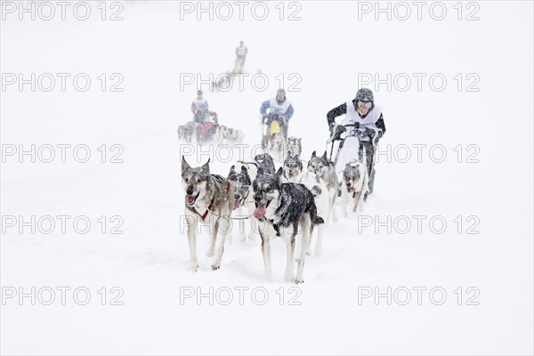 Alpine Trail Sled Dog Race 2013