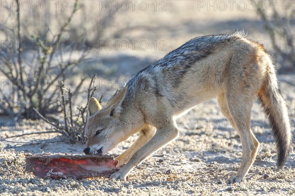 Black-backed jackal (Canis mesomelas) feeding on the remains of an antelope carcass