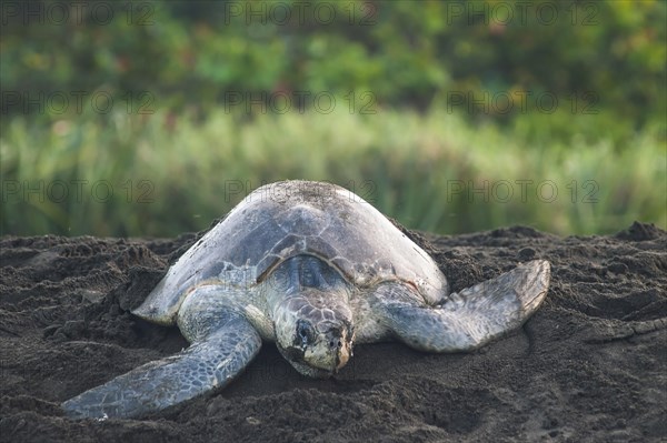 Olive Ridley Sea Turtle (Lepidochelys olivacea) after oviposition