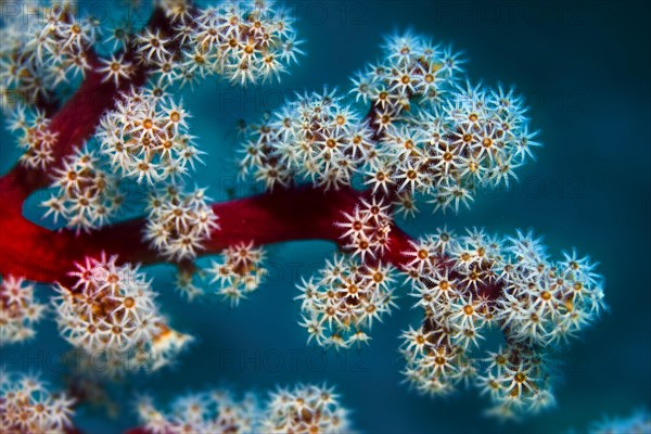 Cherry Blossom Coral or Godeffroy's Soft Coral (Siphonogorgia godeffroyi)