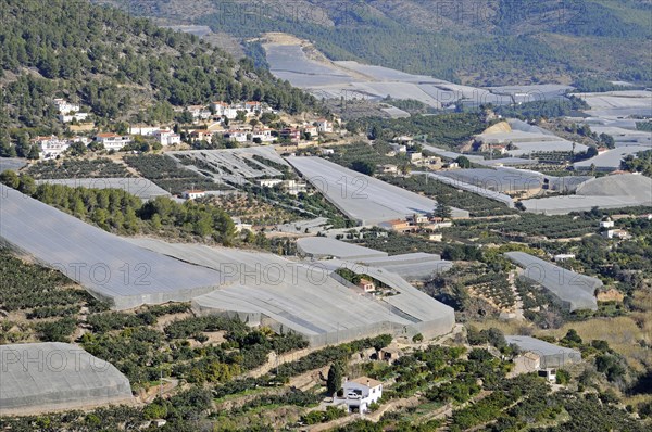 Medlar plantations