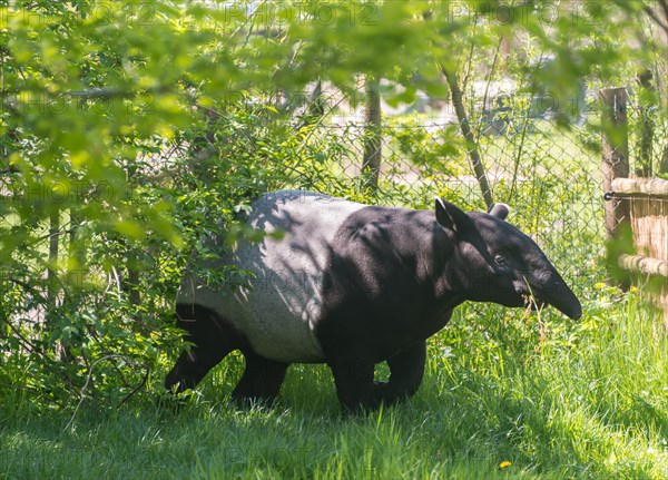 Malayan Tapir (Tapirus indicus)