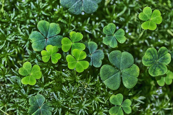 Clover growing on a meadow