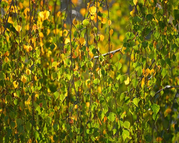 Birch (Betula sp.)