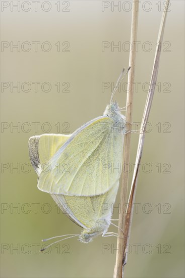 Small White or Cabbage White butterflies (Pieris rapae)