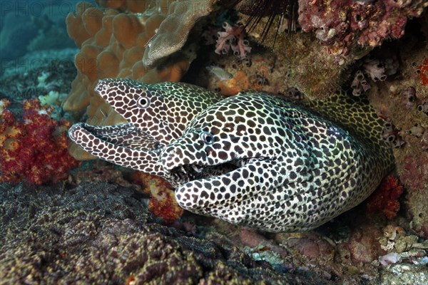 Honeycomb Morays (Gymnothorax favagineus) pair in a hole in the coral reef