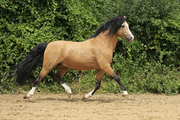 Welsh Pony B