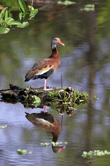 Black-bellied Whistling Duck (Dendrocygna autumnalis)