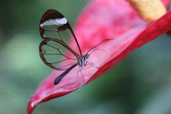 Glasswinged Butterfly (Greta oto) on a Flamingo flower (Anthurium)