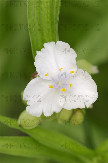 Anderson's Spiderwort (Tradescantia andersoniana hybrid)