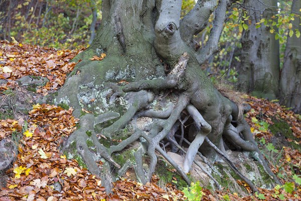 Tree roots of a Beech (Fagus sp.)