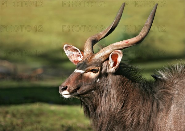 Nyala Antelope (Tragelaphus angasii)