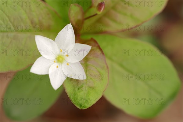 Chickweed Wintergreen or Arctic Starflower (Trientalis europaea)