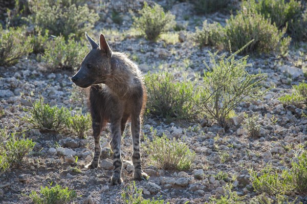 Brown Hyena (Parahyaena brunnea)