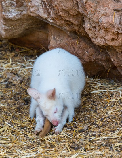 Red-necked Wallaby (Macropus rufogriseus)