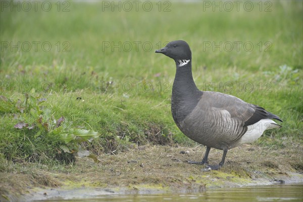 Brant Goose (Branta bernicla)