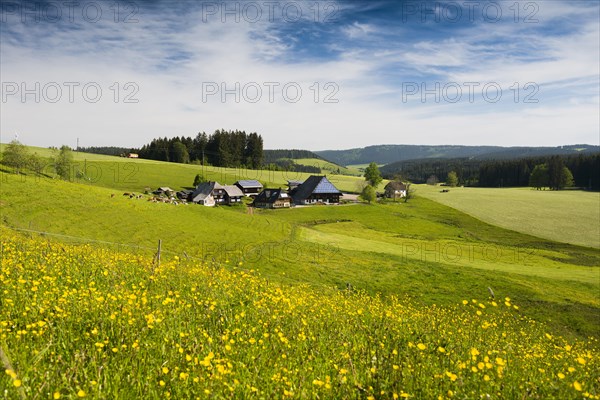 Flower meadow