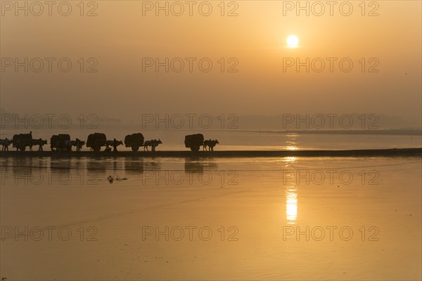 Bullock carts crossing the Yamuna river on a dam at sunrise