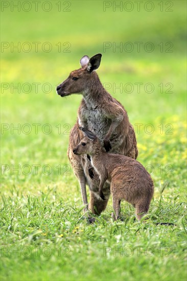 Kangaroo Island Kangaroos (Macropus fuliginosus fuliginosus)