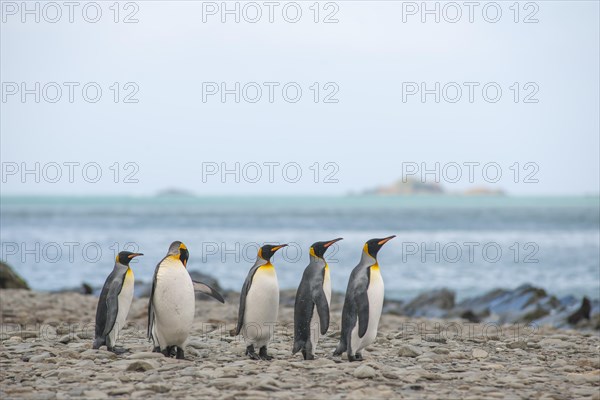 King Penguins (Aptenodytes patagonicus)