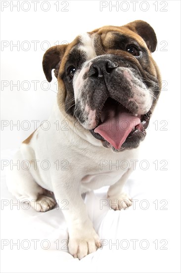 English Bulldog