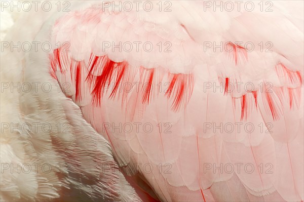 Roseate Spoonbill (Ajaia ajaja