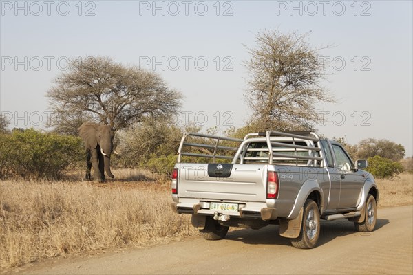 African Elephant (Loxodonta africana)