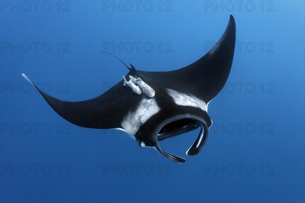 Reef manta ray (Manta alfredi)