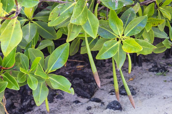 Red Mangrove (Rhizophora mangle)