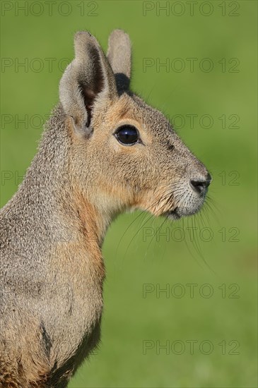 Patagonian Cavy or Patagonian Mara (Dolichotis patagonum)