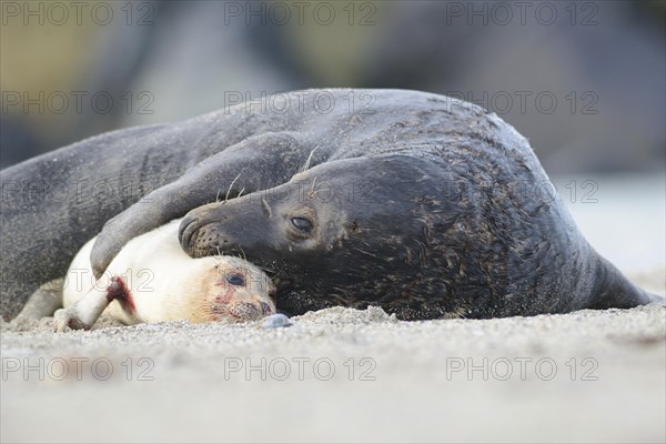 Grey Seals (Halichoerus grypus)