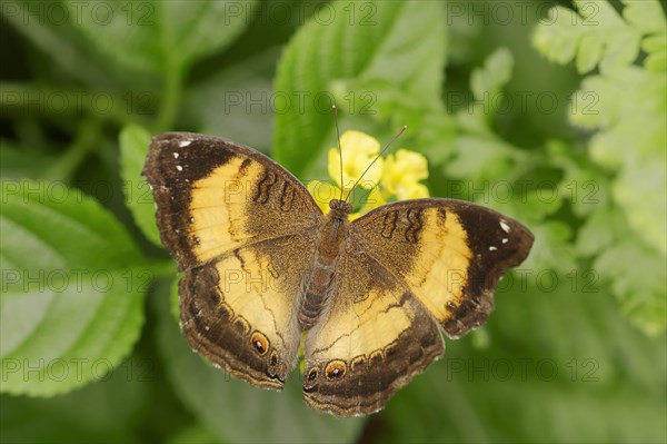 Soldier Pansy or Soldier Commodore (Junonia terea)