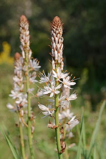 White Asphodel (Asphodelus albus)