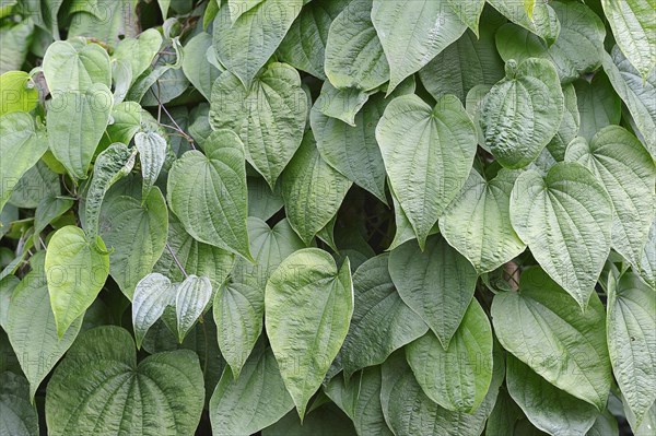 Fourleaf Yam or Wild Yam (Dioscorea villosa)